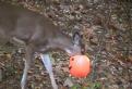 new deer.jpg